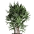 Exotic Raphis Palm: Indoor and Outdoor Decor 3D model small image 3