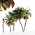 Exquisite Date Palm Collection 3D model small image 1