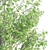 Twin Alnus Trees 17m & 18m 3D model small image 2