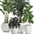 Tropical Plant Collection: Exotic Ficus & Palm 3D model small image 2