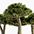  Majestic Dracaena Tree: 5 Varieties, Heights up to 7m 3D model small image 2