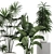 Exotic Plant Collection: Banana Palm, Ravenala, Strelitzia 3D model small image 4