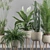 Green Oasis Collection: Peace Lily, Cyperus Nofretete, Fern Indoor, Areca Palm, Euphorbia Candelab 3D model small image 4