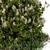 Wild Grass Outdoor Plant - Baccharis Pilularis 47 3D model small image 3