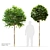 Miniature Ash and Maple Trees 3D model small image 1