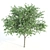 Exquisite Tree Set: Honey Mesquite, Paper Birch & Magnolia 3D model small image 3