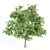 Premium Tree Set: Black Birch, Ash, Silky Oak, Sorrel | Height: 8.4M-11M 3D model small image 2