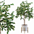Elegant Ficus Benjamina Tree 3D model small image 1