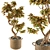 Croton Bonsai: Vibrant Indoor Tree 3D model small image 2