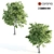 Duo Linden Trees: Tranquil Scene 3D model small image 1