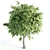 Duo Linden Trees: Tranquil Scene 3D model small image 2