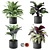 Exquisite Calathea Collection: Fasciata, Beauty Star, Freddie, Cora 3D model small image 1