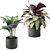 Exquisite Calathea Collection: Fasciata, Beauty Star, Freddie, Cora 3D model small image 3