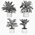 Exquisite Calathea Collection: Fasciata, Beauty Star, Freddie, Cora 3D model small image 5