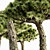 Tropical Dracaena Set: 5 Majestic Trees 3D model small image 3