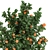 Exotic Mandarin Tree in White Pot 3D model small image 2