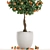 Exotic Mandarin Tree in White Pot 3D model small image 3