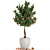 Exotic Mandarin Tree in White Pot 3D model small image 4