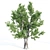 Diverse 4 Tree Set: Eucalyptus, Laurus, Palm, Pine 3D model small image 3