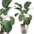 Exotic Plant Collection: Calathea, Ravenala, Strelitzia 3D model small image 1