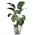 Exotic Plant Collection: Calathea, Ravenala, Strelitzia 3D model small image 2