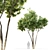  Majestic Ash Tree: 10m Height 3D model small image 1