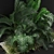 Botanical Bliss: 357 Plant Collection 3D model small image 3