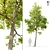  Majestic American Elm Tree - 8m Height 3D model small image 4