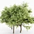 Majestic Thorn Tree Collection 3D model small image 3