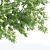 Tall & Majestic: 3 Ash Trees (11.35-13 Meter) 3D model small image 3