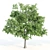 Tall & Majestic: 3 Ash Trees (11.35-13 Meter) 3D model small image 5