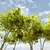 Majestic American Elm Tree 3D model small image 4