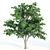 Tall Elm Trees: 14-16m 3D model small image 4