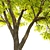  Majestic Alder Tree - 15m Tall 3D model small image 2