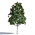 Magnificent Magnolia Tree Trio 3D model small image 4