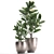 Exotic Plant Collection: Frangipani & Plumeria 3D model small image 4