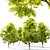 Twin Ash Trees - 7-7.5m Height 3D model small image 2