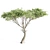 Trio of Towering Trees: Laurus, Silky Oak, Acacia 3D model small image 3