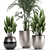 Tropical Plant Collection - Exotic & Decorative Palms 3D model small image 3