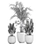 Tropical Plant Collection - Exotic & Decorative Palms 3D model small image 5