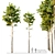 Dual Pine Trees: Height 7m-14m 3D model small image 1