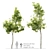  Majestic Arizona Ash Tree: Two Stunning Models! 3D model small image 1