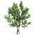 Diverse 11-Tree Set: V-Ray 3D model small image 5