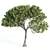 Italian Pine Pair: Elegant & Durable 3D model small image 3