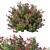 Elegant Nerium Oleander Bush 3D model small image 1