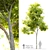  Majestic Maple Tree: 8m Height 3D model small image 1