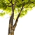 Towering Ash Tree Sculpture 3D model small image 3