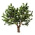 Summer Apple Tree: 3.5m Height 3D model small image 1