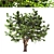 Summer Apple Tree: 3.5m Height 3D model small image 2
