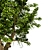 Summer Apple Tree: 3.5m Height 3D model small image 4
